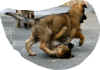 1Gass.jpg (104605 Byte)