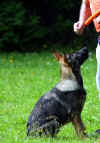 1IMG_2033.JPG (34211 Byte)