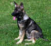 1IMG_8946.JPG (112650 Byte)