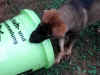 gringo 17.7.10 007.jpg (74657 Byte)