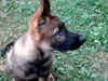 gringo 17.7.10 012.jpg (97421 Byte)