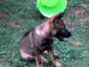 gringo 17.7.10 015.jpg (117410 Byte)